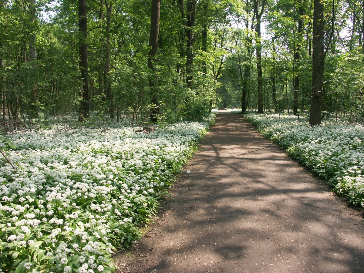 Für unsere Streifzüge oder auch mal Ausflüge in den Zoo, den Wildpark, den botanischen Garten etc. steht ein Vierlingswagen für alle Dschungelzwerge bereit.