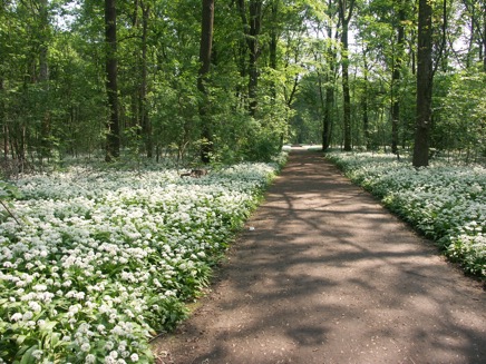 Bärlauch im Wald.jpg